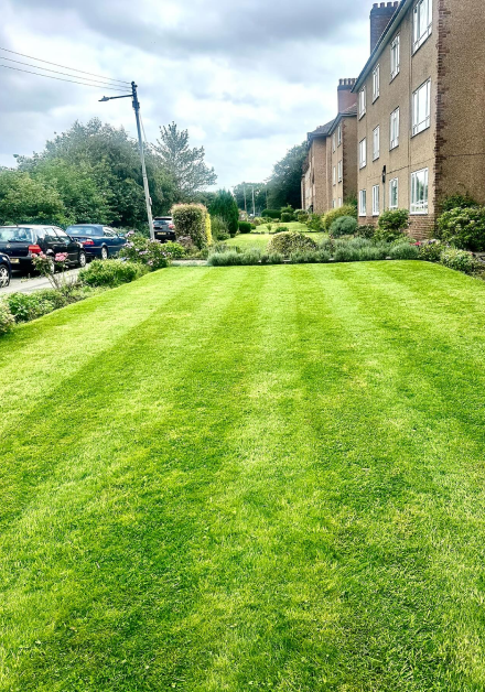 A lovely striped mowed grass in an modern apartment front area of grass
